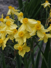 Narcissus supramontanus