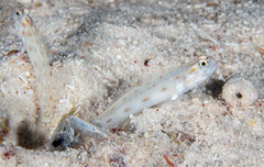 Ctenogobiops feroculus