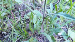 Sisymbrium orientale