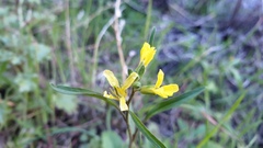 Sisymbrium orientale