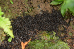 Eciton burchellii parvispinum