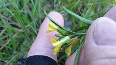 Sisymbrium orientale
