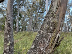 Eucalyptus dalrympleana