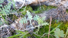 Pholistoma membranaceum