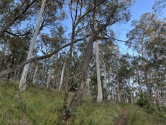 Eucalyptus dalrympleana