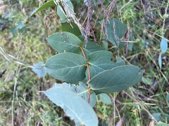 Eucalyptus dalrympleana