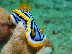 Chromodoris