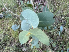 Eucalyptus dalrympleana