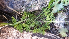 Eucrypta chrysanthemifolia bipinnatifida