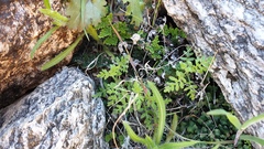 Eucrypta chrysanthemifolia bipinnatifida