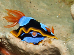 Chromodoris westraliensis