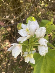Sparrmannia africana