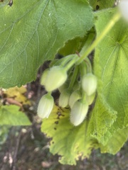 Sparrmannia africana