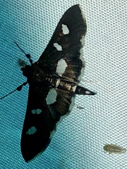 Desmia funeralis