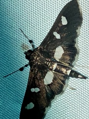 Desmia funeralis