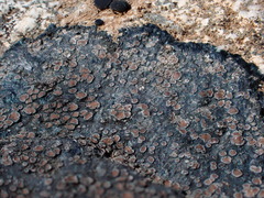 Lecanoromycetidae