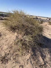 Ephedra trifurca