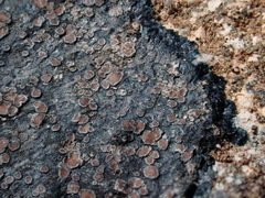 Lecanoromycetidae