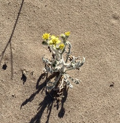 Baileya pauciradiata