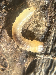 Synchroa punctata