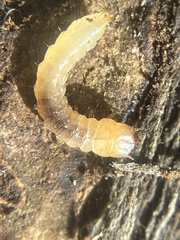 Synchroa punctata