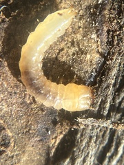 Synchroa punctata