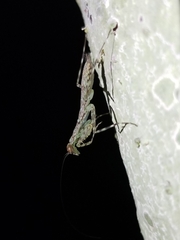 Liturgusa