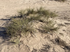 Ephedra trifurca