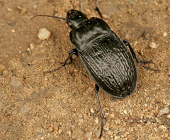 Dicaelus sculptilis