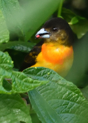 Ramphocelus flammigerus
