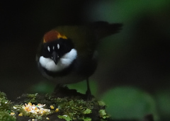 Arremon brunneinucha