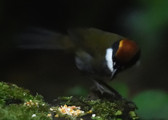 Arremon brunneinucha