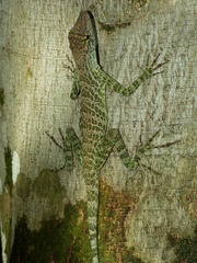 Anolis frenatus