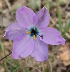 Aristea cantharophila