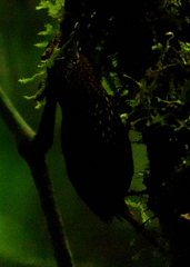 Premnoplex brunnescens