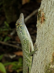 Anolis frenatus