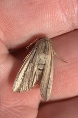 Leucania stenographa