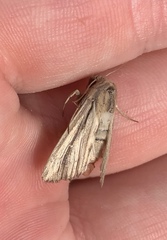 Leucania stenographa