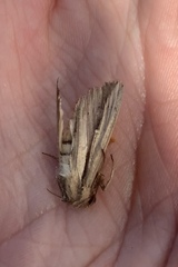 Leucania stenographa