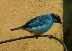 Chalcothraupis ruficervix