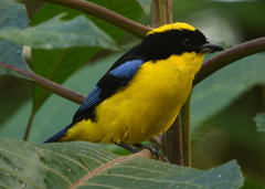 Anisognathus somptuosus