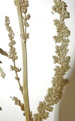 Amaranthus rudis
