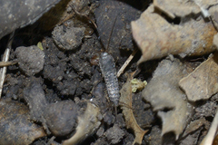 Allacrotelsa spinulata