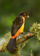 Ramphocelus flammigerus