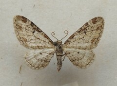 Eupithecia zelmira