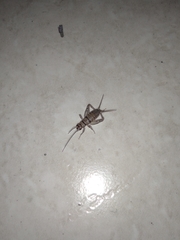 Gryllodes sigillatus