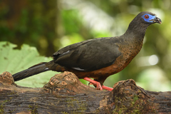 Chamaepetes goudotii