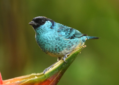 Chalcothraupis ruficervix