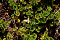 Viola cleistogamoides