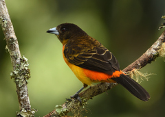 Ramphocelus flammigerus